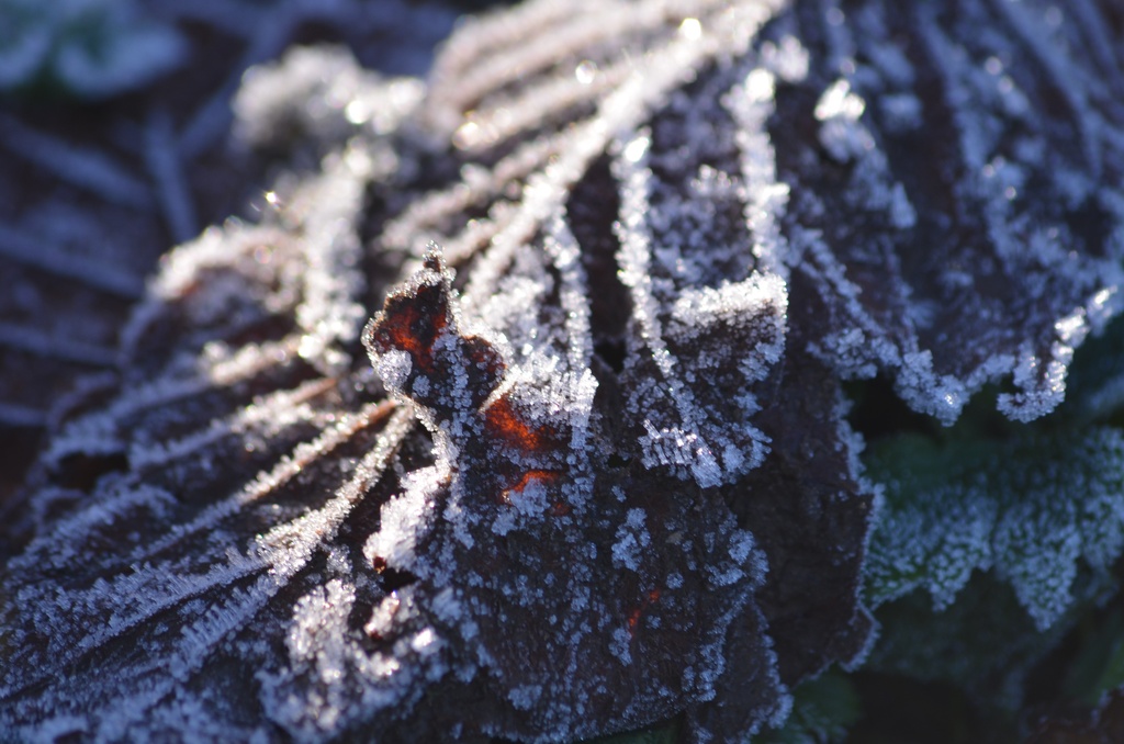 2014-01 Kilkenny/DSC_0022.JPG